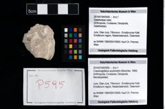 Foto (Objekt + Etikett) von Cracensigillatus acutirostris (Moericke, 1889)  (NHMW-GEO-2014-0194-0595)